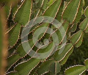 Royal Botanic Gardens, Kew, London - spiky cactus.