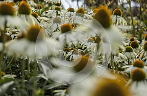 Royal Botanic Gardens, Kew, London, the UK - flowers with yellow centre; a mishmash.