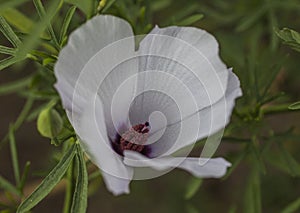 Royal Botanic Gardens, Kew, London - a white flower.