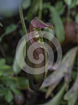 Royal Botanic Gardens, Kew - plants in unusual shapes.