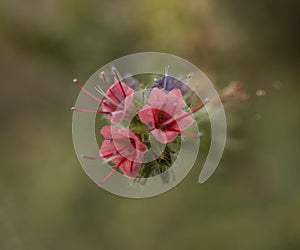 Royal Botanic Gardens, Kew - small, pink flowers.