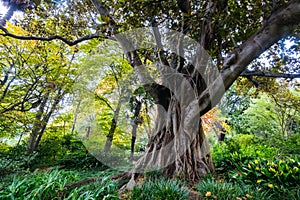 Royal Botanic Gardens in Melbourne Australia