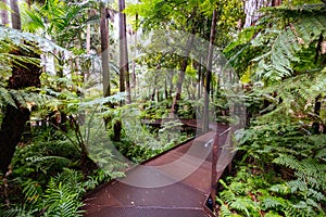 Royal Botanic Gardens in Melbourne Australia