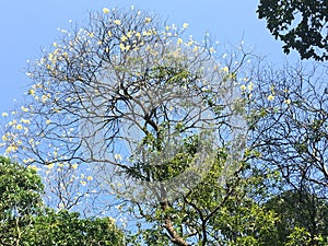 Peredeniya Flowering Tree, Kandy, Sri Lanka | The Royal BotaÃ¢â¬Â¦
