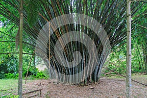 Bamboo at Peradeniya Royal Botanical Gardens - kandy - Sri lanka