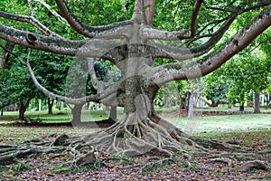 Peradeniya Royal Botanical Gardens - kandy - Sri lanka