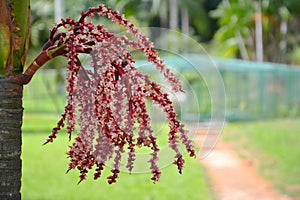 Royal Botanical Garden Peradeniya, Sri Lanka