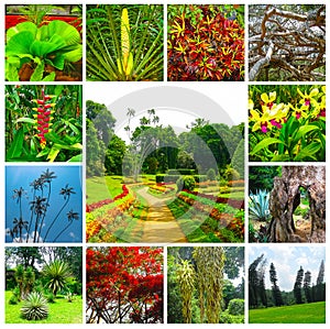 Royal Botanical garden Peradeniya. Sri Lanka