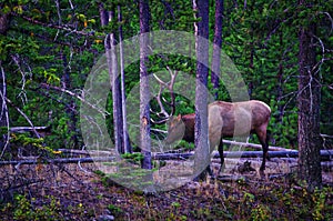 Royal Bull Elk, Yellowstone National Park, Montana.