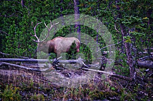 Royal Bull Elk, Yellowstone National Park, Montana.