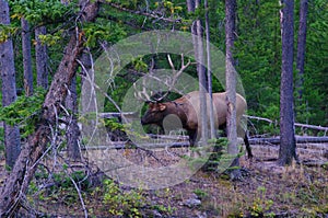 Royal Bull Rocky Mountain Elk