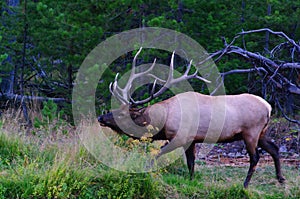 Royal Bull Rocky Mountain Elk