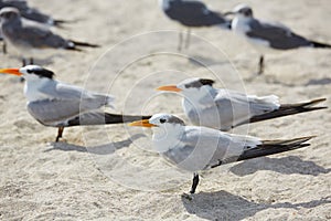 Royal Caspian terns sea birds in Miami Florida photo