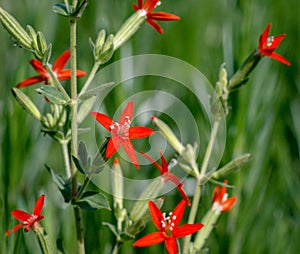 Royal catchfly Silene regia with bright red flowers in selective focus against a blurred green background photo