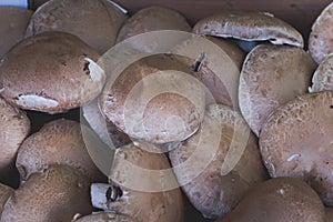 Royal champignons. brown mushroom for sale on market. Agriculture background. Top view. Close-up