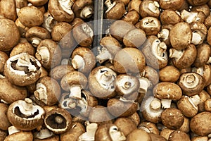 Royal champignons on the counter in a store. Vegetarianism and healthy foods. Close-up