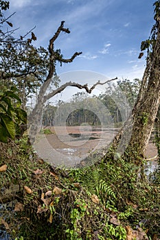 Royal Chitwan National Park, Nepal.