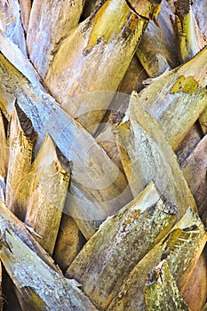 Royal Coconut Palm Bark Texture