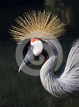 Royal Crane