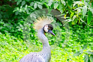 Royal crane