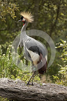 Royal crane balearica regulorum