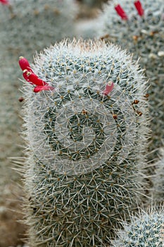 Royal cross cactus Mammillaria karwinskiana, red buds