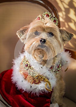 Royal Dog Princess Doggie