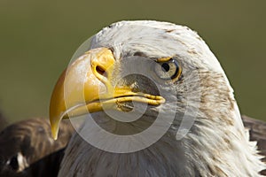 Royal eagle