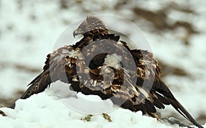 Royal eagle in the mountains of Avila