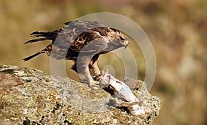 Royal eagle perches on the rock next to a dam