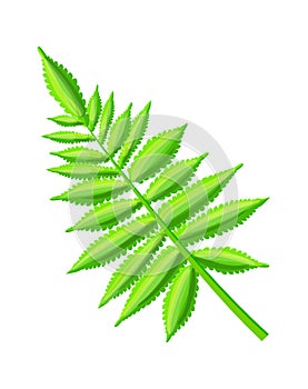 Royal Fern Decorative Leaf Vector Illustration