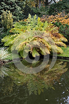 Royal fern Osmunda regalis, autumn coloured fronds reflected in water