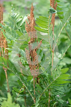 Royal fern Osmunda regalis, fronds with spores in close-up