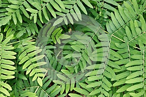 Royal fern (Osmunda regalis) leaves in a forest - cool for backgrounds