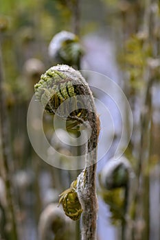 Royal fern Osmunda regalis, unfolding frond in close-up