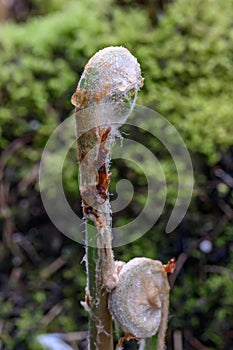 Royal fern Osmunda regalis, unfolding frond in early spring