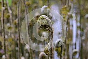 Royal fern Osmunda regalis, unfolding frond at a river bank