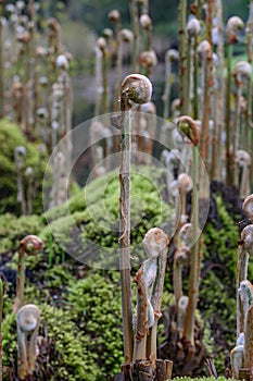 Royal fern Osmunda regalis, unfolding fronds in spring
