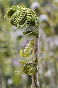 Royal fern Osmunda regalis, unfolding leaf in close-up