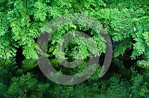 Royal fern with reflection Osmunda spectabilis