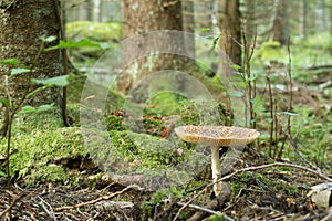 Royal fly agaric, Amanita regalis growing in fir forest