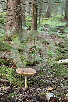 Royal fly agaric, Amanita regalis growing in fir forest