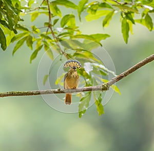 Royal Flycatcher photo