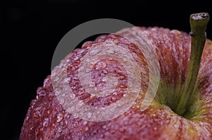 Royal gala apple, covered by water drops on black background