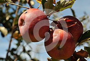 Royal Gala apples damaged by hail