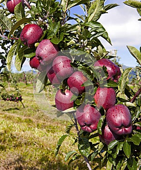 Royal gala apples