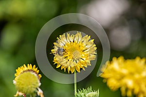 Royal gardens with plants, colourful flowers and insects