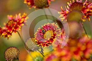 Royal gardens with plants, colourful flowers and insects