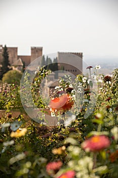 Royal gardens with plants, colourful flowers and insects