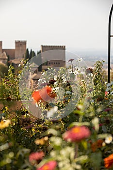 Royal gardens with plants, colourful flowers and insects